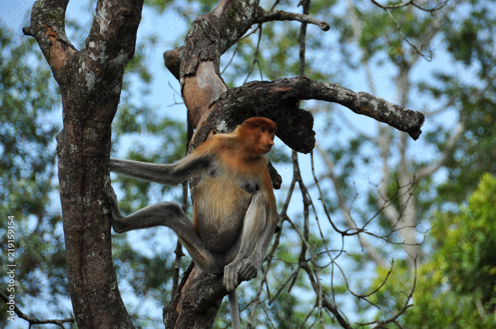 Fototapeta premium Proboscis monkeys on Borneo