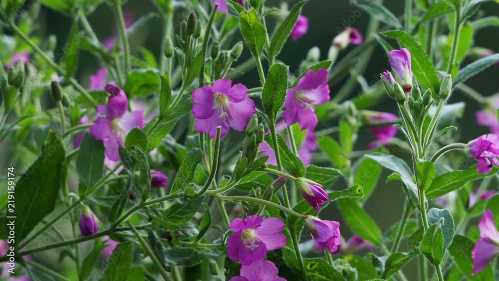Willowherb Willowherb