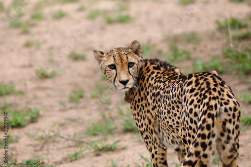 Female Cheetah  Kruger National Park