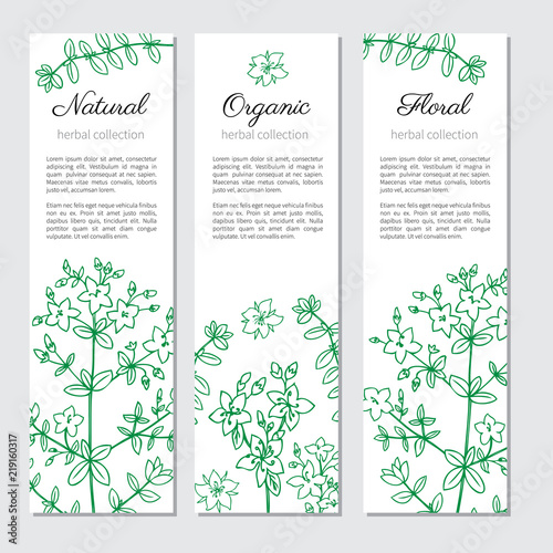 Collection vertical banner  card  label for package cosmetic  medicine  tea with Hypericum  St. John s wort or Hartheu branch vector sketch hand drawn healing herb isolated on white  Tutsan herbs