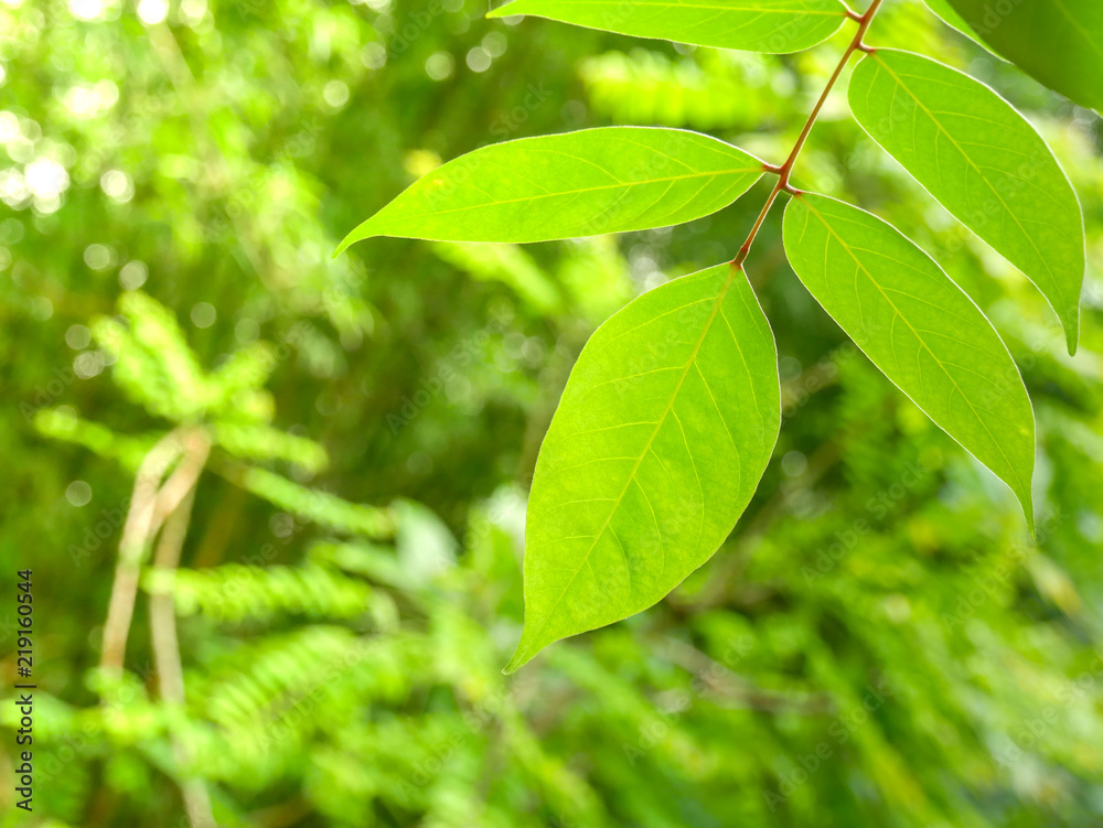 Natural green plants background or wallpaper Natural green plants background or wallpaper