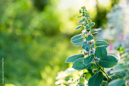 Flowering plant peppermint in the summer garden.