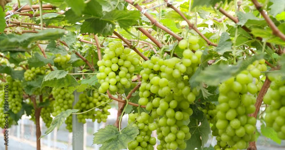 Fresh Green grape farm Fresh Green grape farm