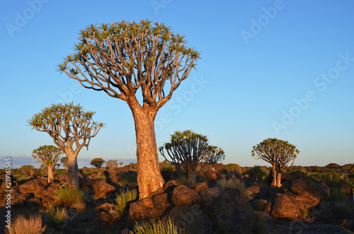 Quiver Tree Forest Namibia, Africa