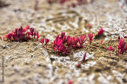Beautiful pink succulent plant grown in a deserted field in Cordoba  Argentina