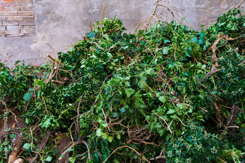efeu beseitigung von einer mauer
