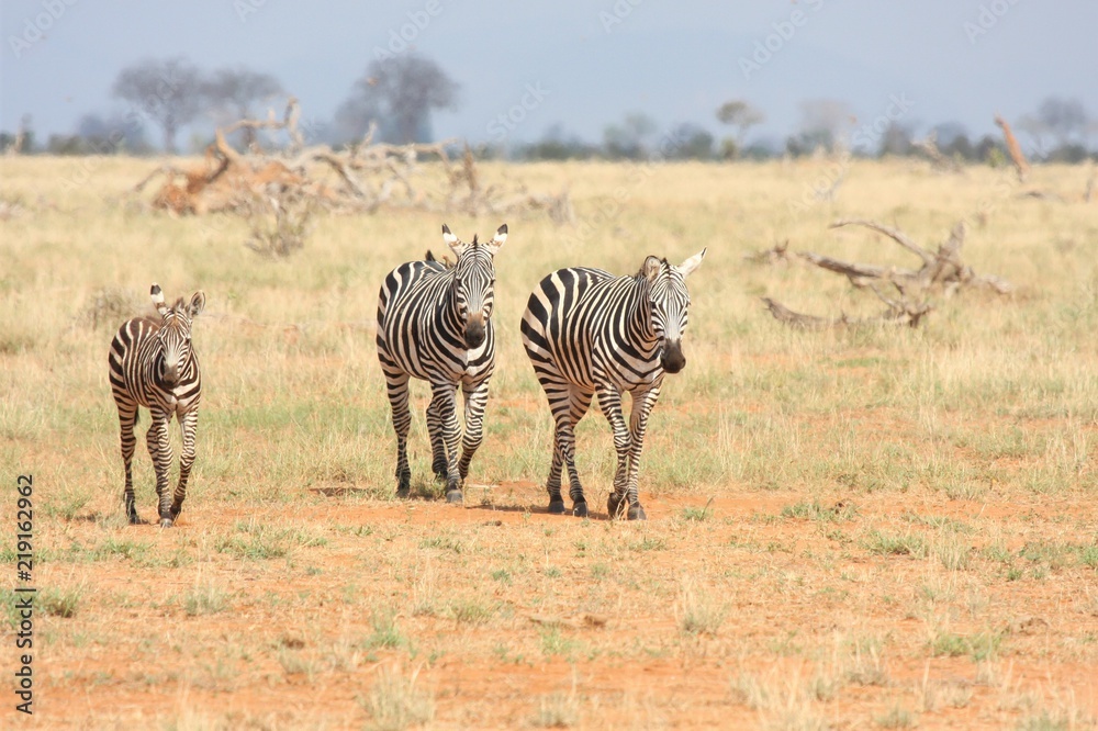 Obraz premium Famiglia di zebre africane