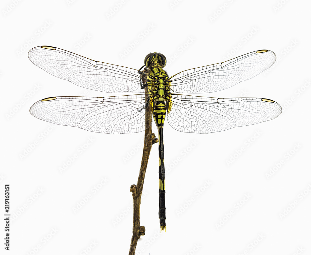 dragonfly isolated on a white background dragonfly isolated on a white background