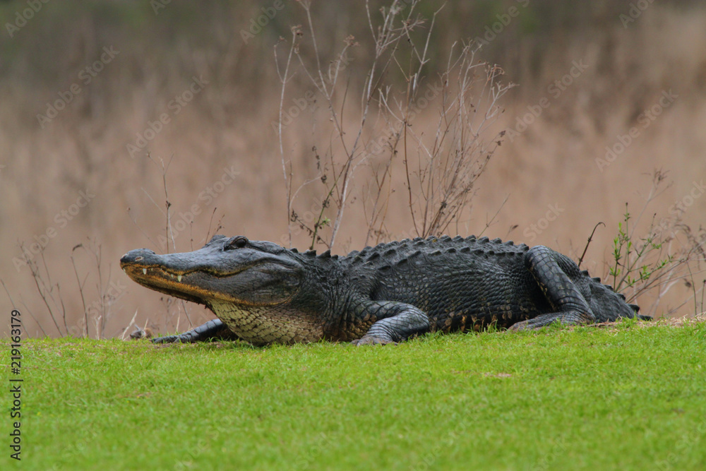 Fototapeta premium Gator
