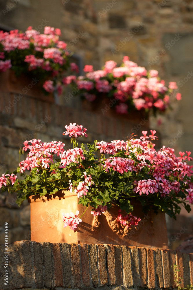 Potted Flowers