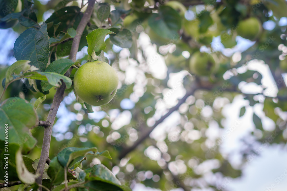 The apple is hanging on a branch. Fruit trees with fruits.