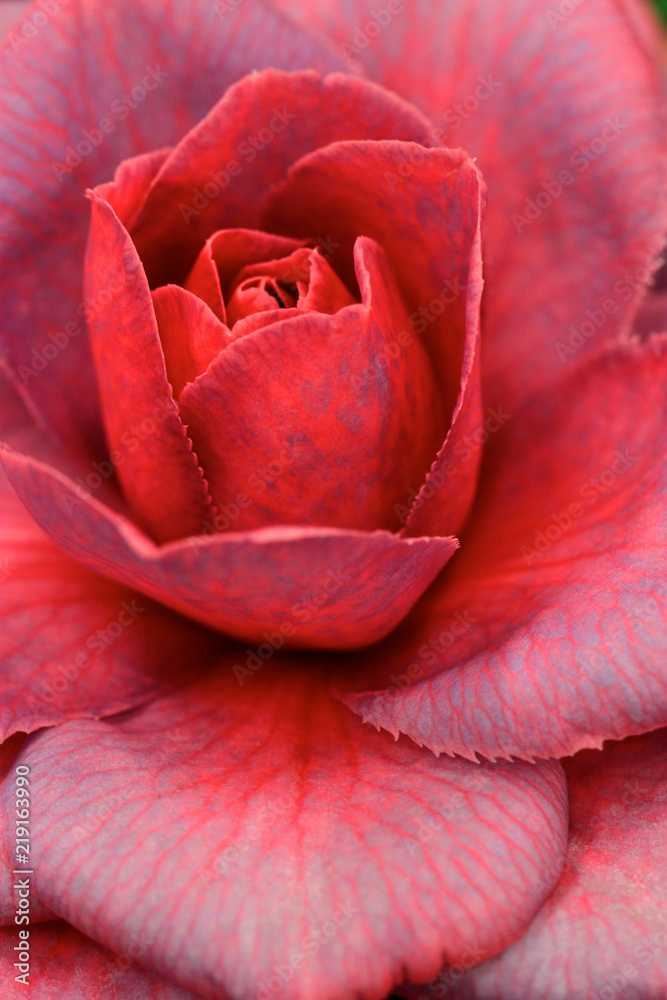 Macro Camellia Macro Camellia