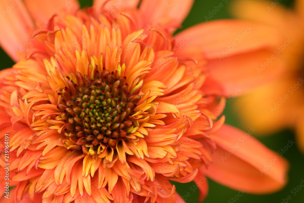 Macro flower Macro flower