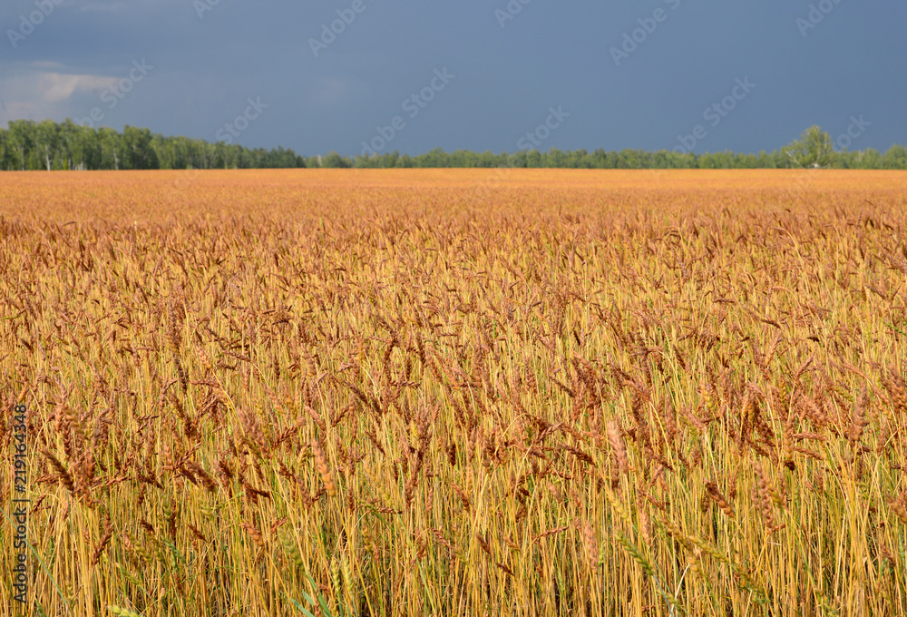 wheat field on a background dark blue sky