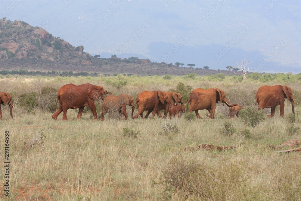 Branco elefanti africani