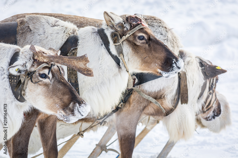 Mighty reindeer in harness on winter camp in Siberia.
