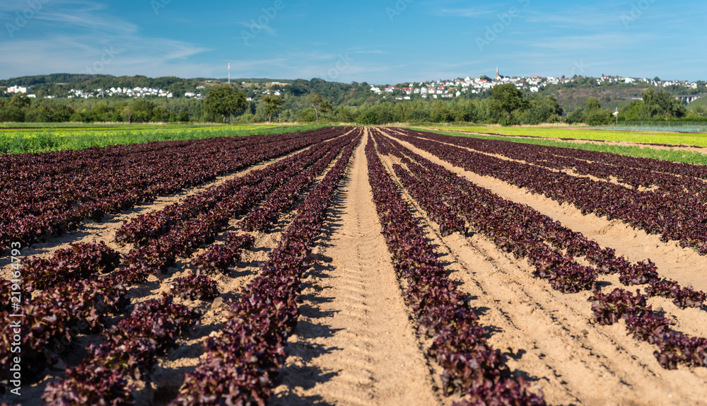 Ripening red lettuce on a summer sunny day in western Germany. A beautiful blue sky in the background. Ripening red lettuce on a summer sunny day in western Germany. A beautiful blue sky in the background.