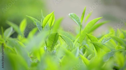 Close Up Of Green Tea Leaves