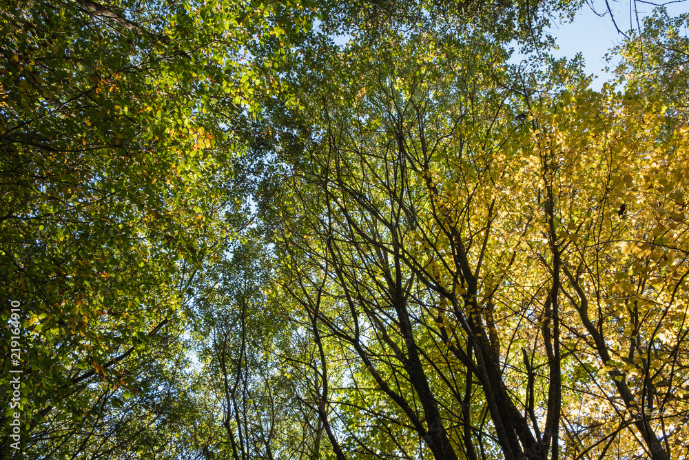 Tree leaves and branches from below in autumn