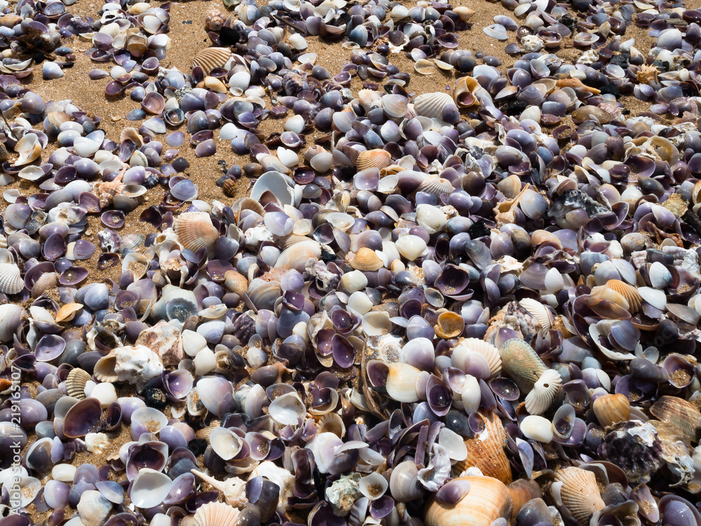 sand ground floor and seashell at the sea beach sand ground floor and seashell at the sea beach
