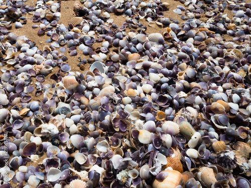 sand ground floor and seashell at the sea beach © kae2nata