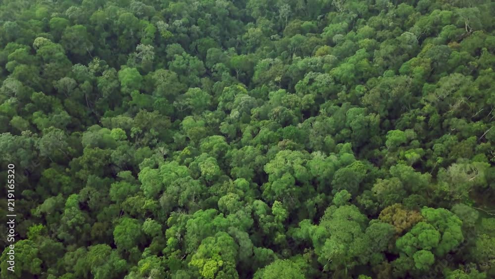 Top Aerial View of Dense Lush Rainforest Tree Crowns. Intact Pristine Untouched Unspoiled Nature Top Aerial View of Dense Lush Rainforest Tree Crowns. Intact Pristine Untouched Unspoiled Nature