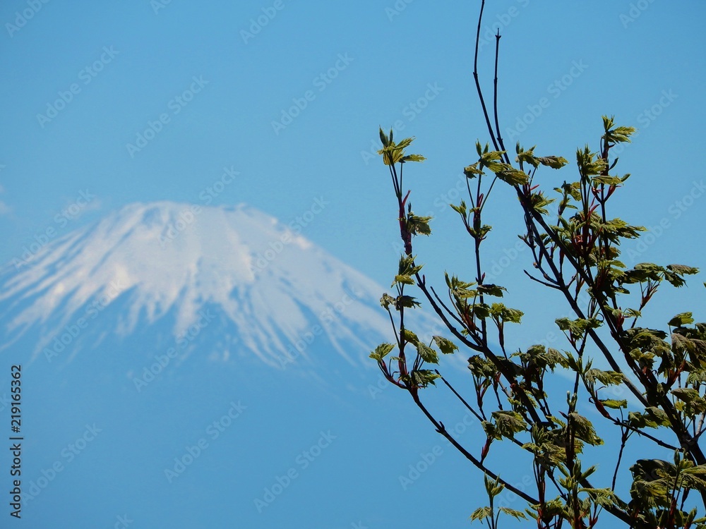 Fototapeta premium 鍋割山山頂からの景色
