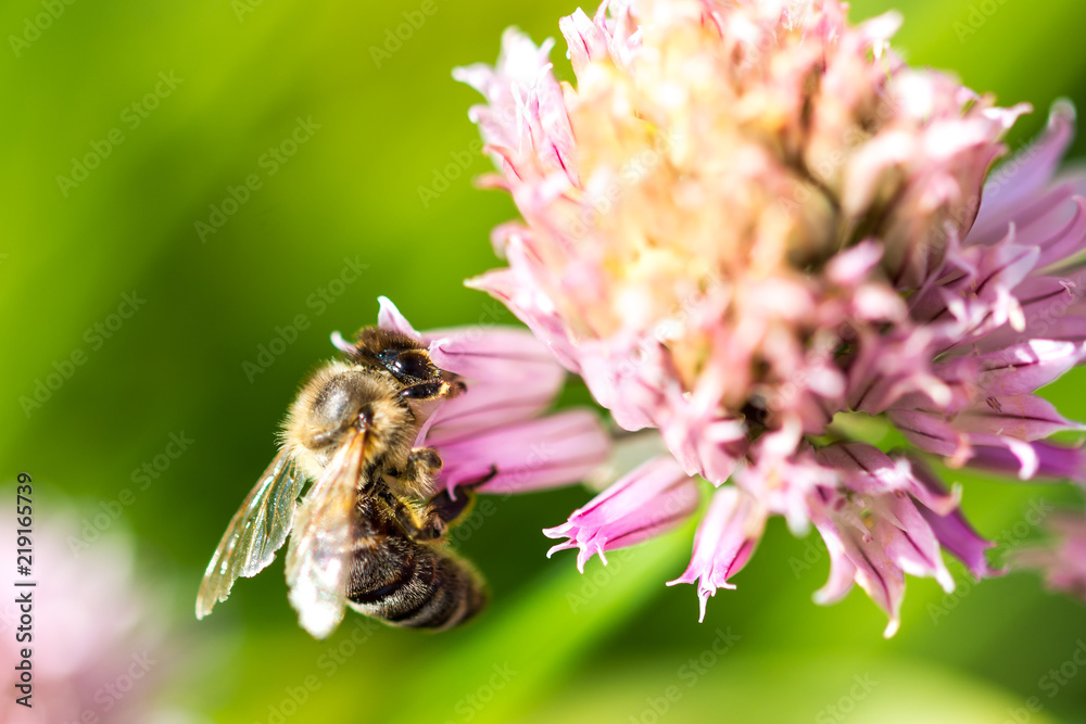 Bee on the flower. Small useful insect is working and making honey. Honeybee with wing on the blossom. Spring at countryside of meadow Bee on the flower. Small useful insect is working and making honey. Honeybee with wing on the blossom. Spring at countryside of meadow