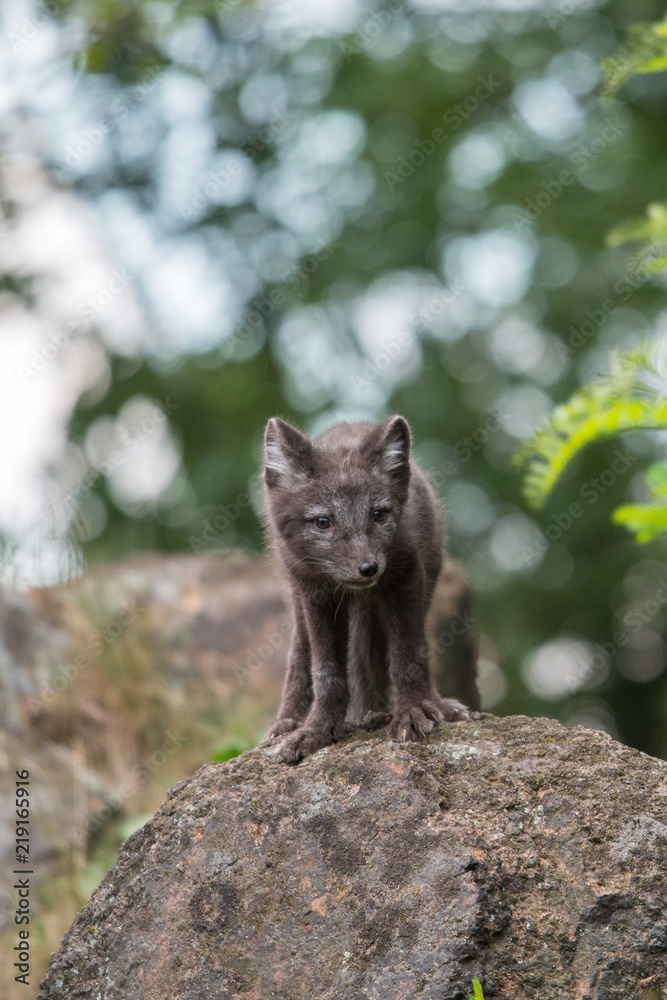 Obraz premium Cute cub of an arctic fox (Alopex lagopus beringensis) on a background of bright green grass in a cool polar summer on the Bering island, the Commander Islands. Selective focus on the eyes of the fox.