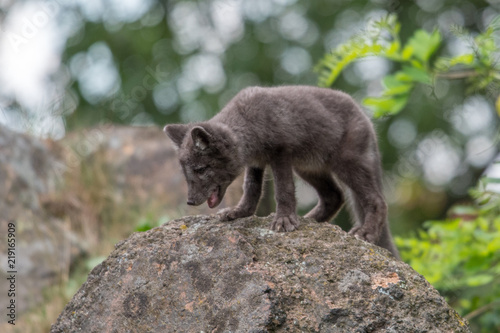 Cute cub of an arctic fox (Alopex lagopus beringensis) on a background of bright green grass in a cool polar summer on the Bering island, the Commander Islands. Selective focus on the eyes of the fox.