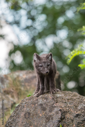 Fototapeta Naklejka Na Ścianę i Meble -  Cute cub of an arctic fox (Alopex lagopus beringensis) on a background of bright green grass in a cool polar summer on the Bering island, the Commander Islands. Selective focus on the eyes of the fox.