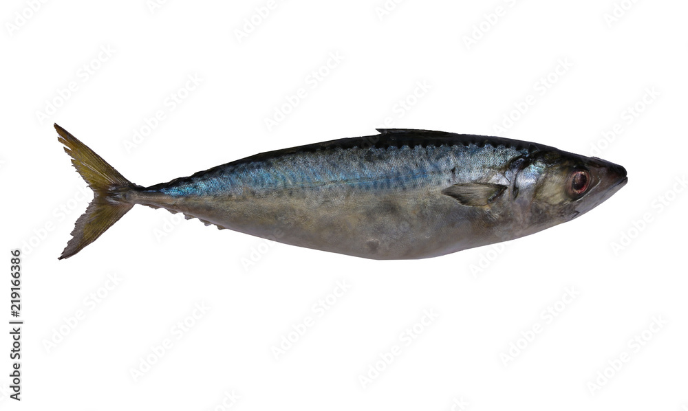 fresh mackerel isolated close up on the white background fresh mackerel isolated close up on the white background