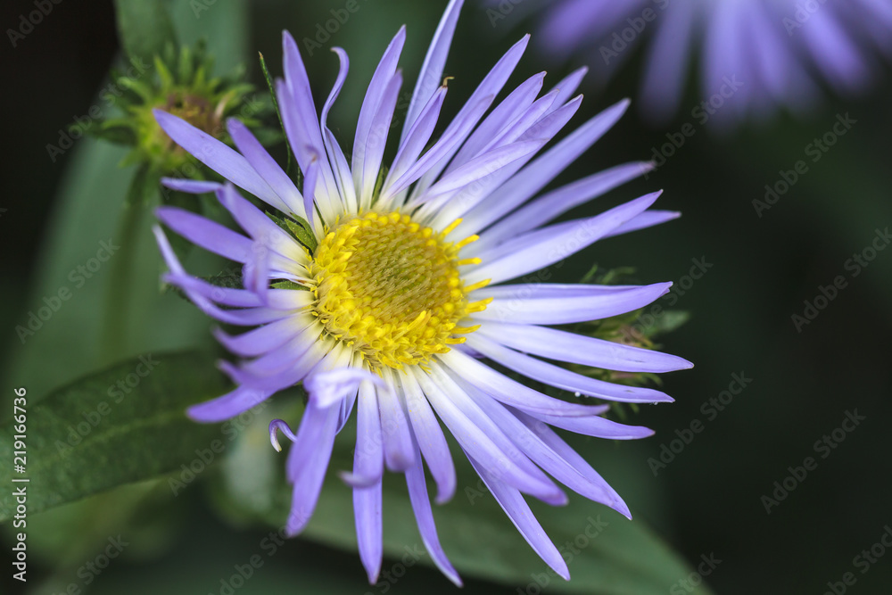 Obraz premium Bright alpine aster.