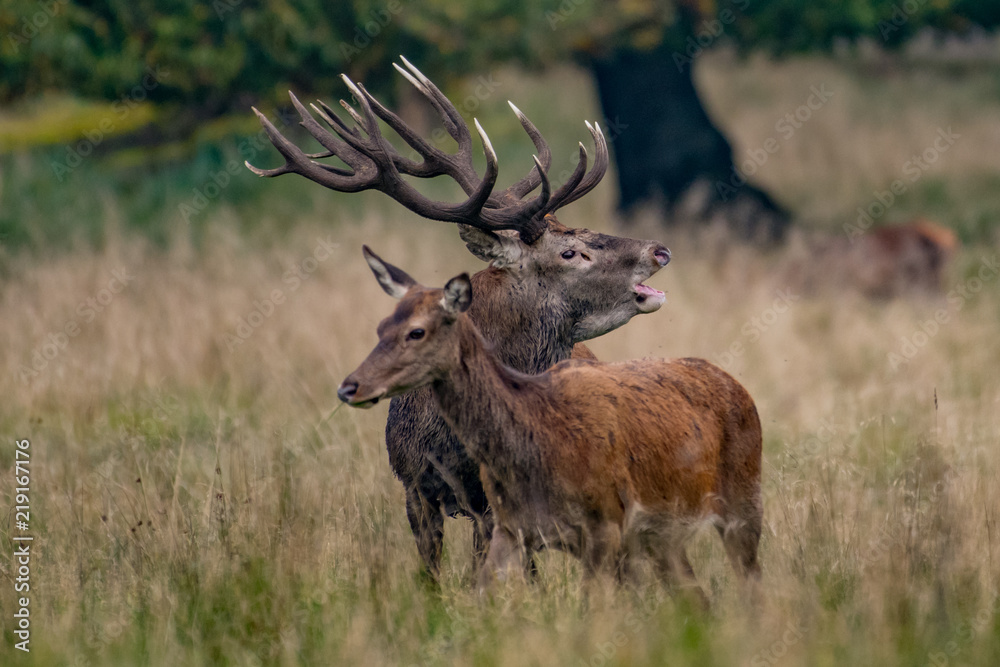 Obraz premium Red Deer Stags (Cervus elaphus)