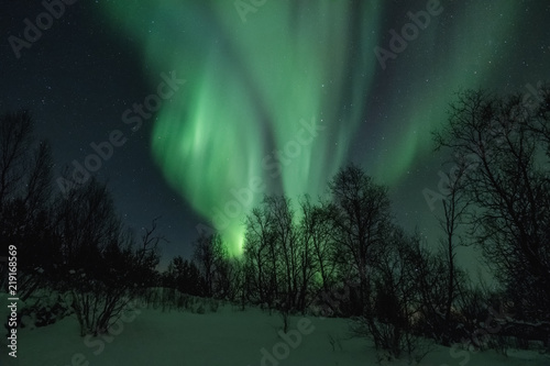 Photography Landscape with northern lights over the forest in winter.
