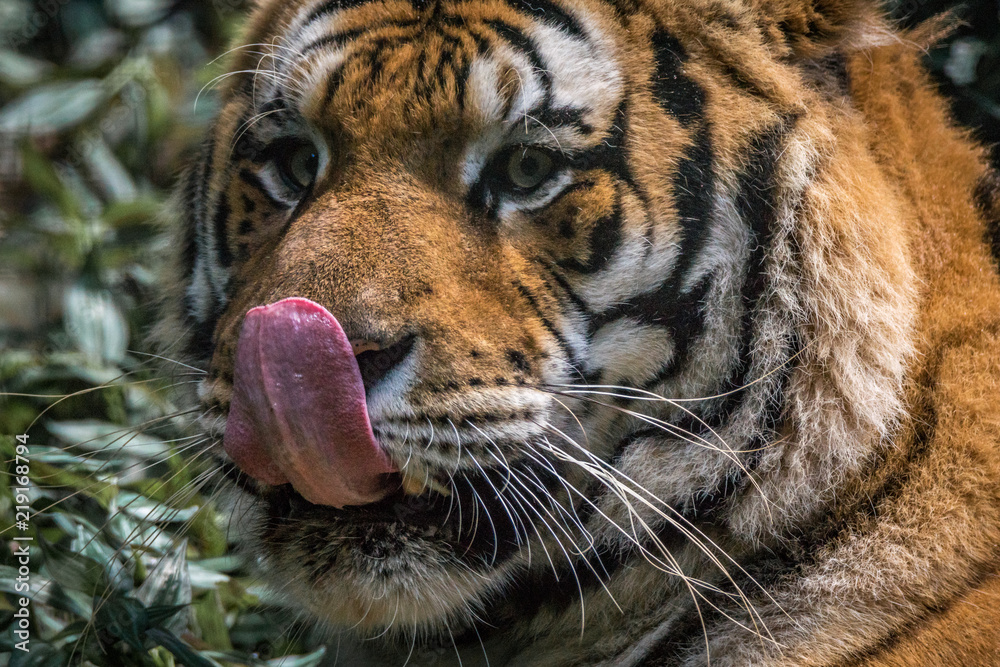 Obraz premium Tigre Siberiano / Amur Tiger (Panthera tigris altaica)