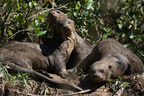 Ariranha / Giant Otter (Pteronura brasiliensis) photo