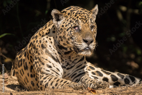 On  a Pintada   Jaguar  Panthera onca 