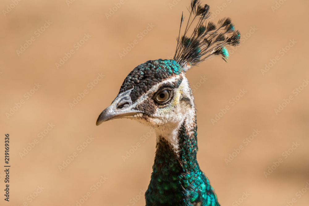 Pavão Indiano / Indian Peafowl (Pavo cristatus) Pavão Indiano / Indian Peafowl (Pavo cristatus)