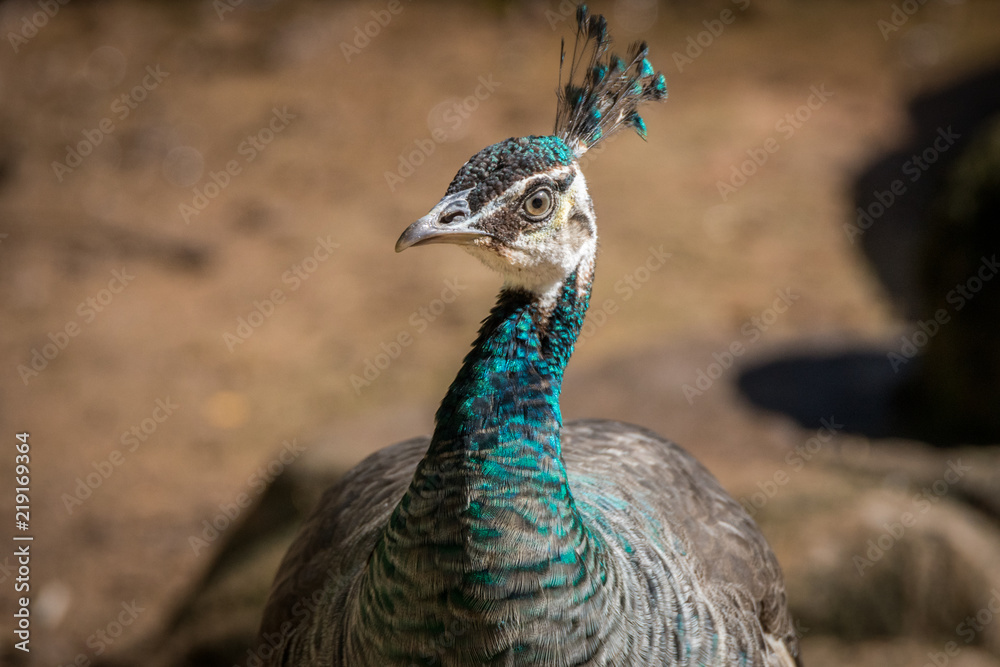 Pavão Indiano / Indian Peafowl (Pavo cristatus) Pavão Indiano / Indian Peafowl (Pavo cristatus)