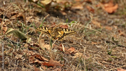 Schwalbenschwanz (Papilio machaon) auf trockenem Gras im Spätsommer 