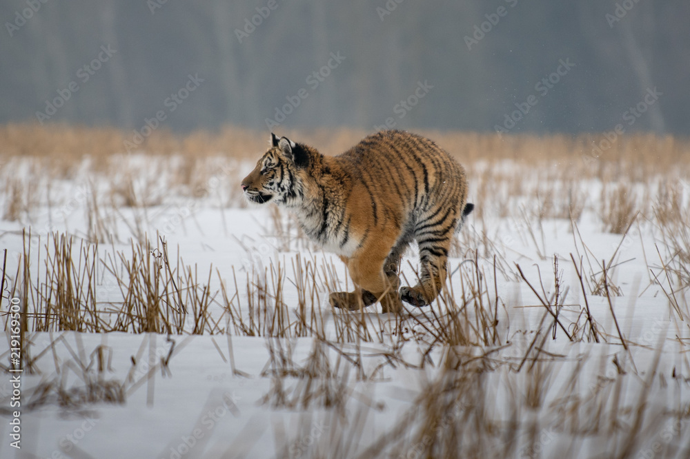 Obraz premium Siberian Tiger in the snow (Panthera tigris)