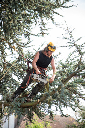 Male Tree Surgeon using a chainsaw roped to a tree.