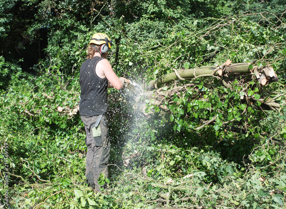 Male Arborist using a chainsaw sends woodchips flying. Male Arborist using a chainsaw sends woodchips flying.