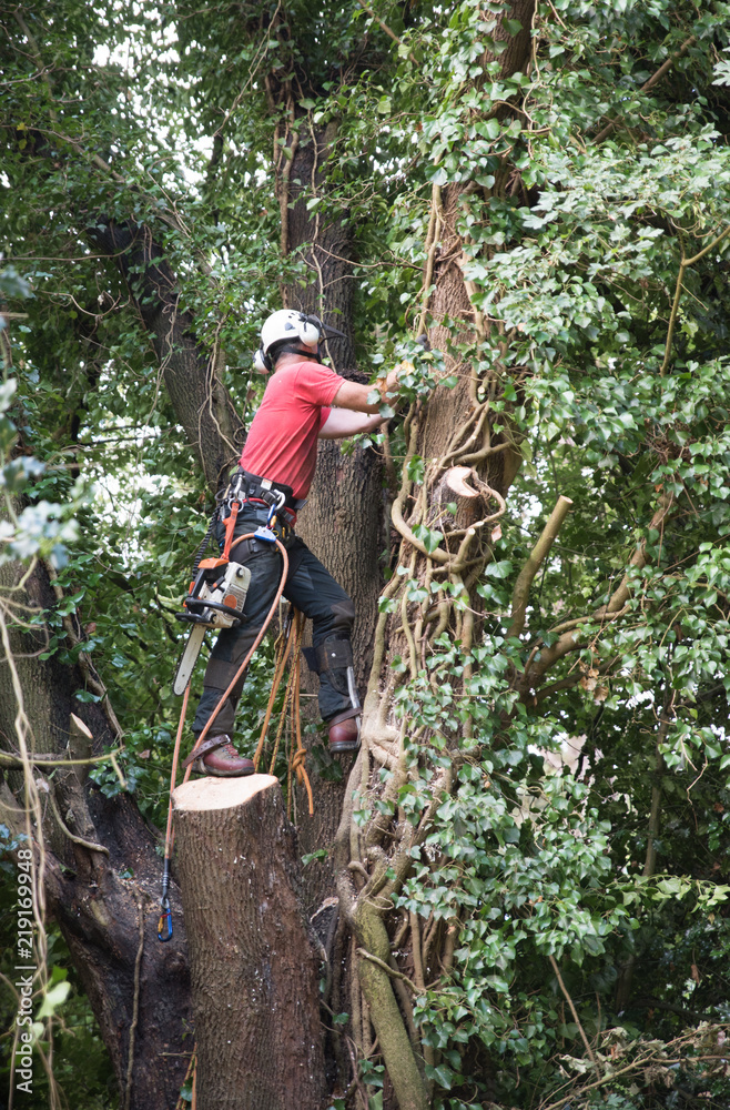 Male Tree Surgeon with a chainsaw Male Tree Surgeon with a chainsaw