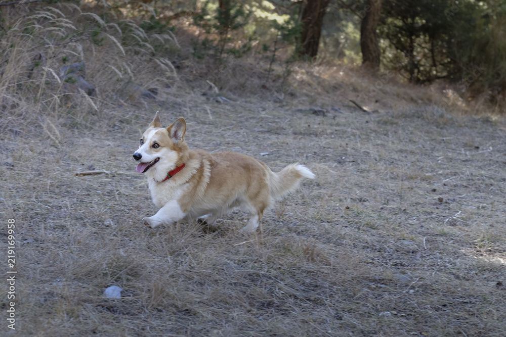 Welsh Corgi Welsh Corgi