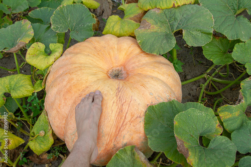 The male foot steps on a large pumpkin in the garden. A homemade organic gourd grows on a farm among the green thickets. Organic pumpkin for making tasty and healthy porridge.