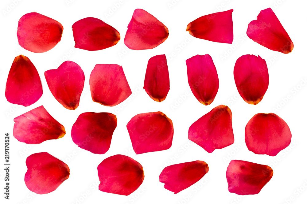 A set of rose petals. Red rose. A set of rose petals. Red rose.