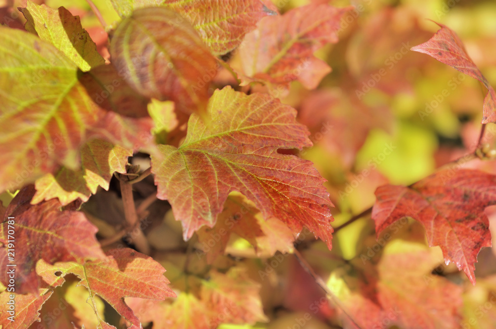 red foliage in a bush in autumn red foliage in a bush in autumn