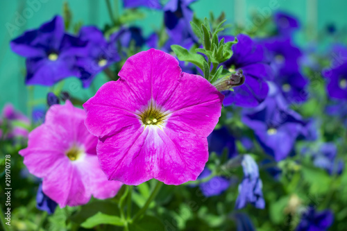 flowers of pink petunia close-up and blue in the background, out of focus.